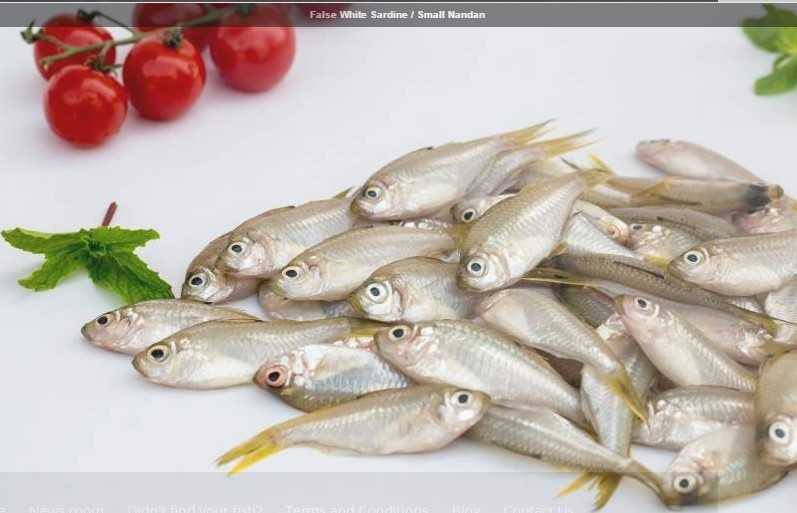 False White Sardine / Small Nandan